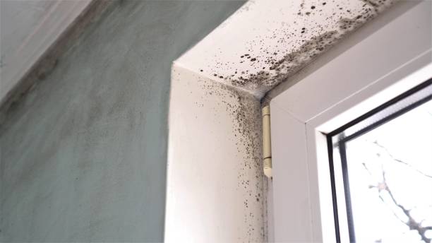 Best Attic Mold Removal  in Union Beach, NJ