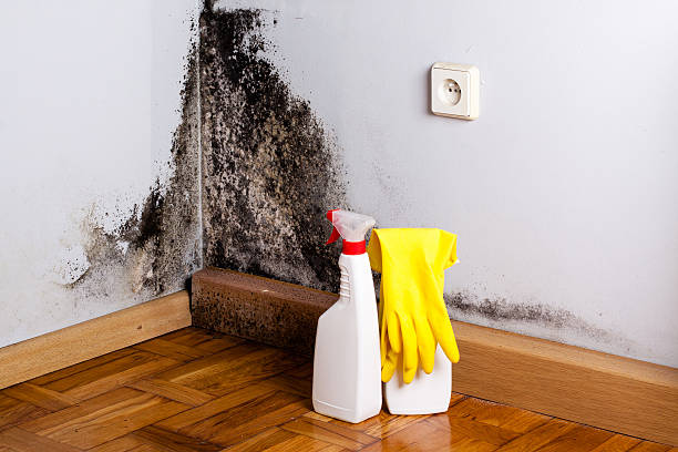 Best Mold Cleaning Services  in Union Beach, NJ