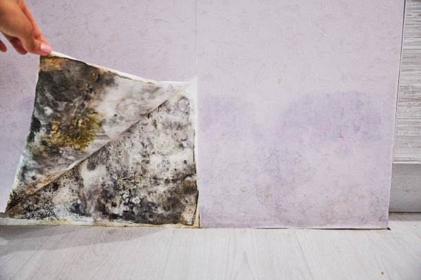 Best Mold Testing and Removal  in Union Beach, NJ
